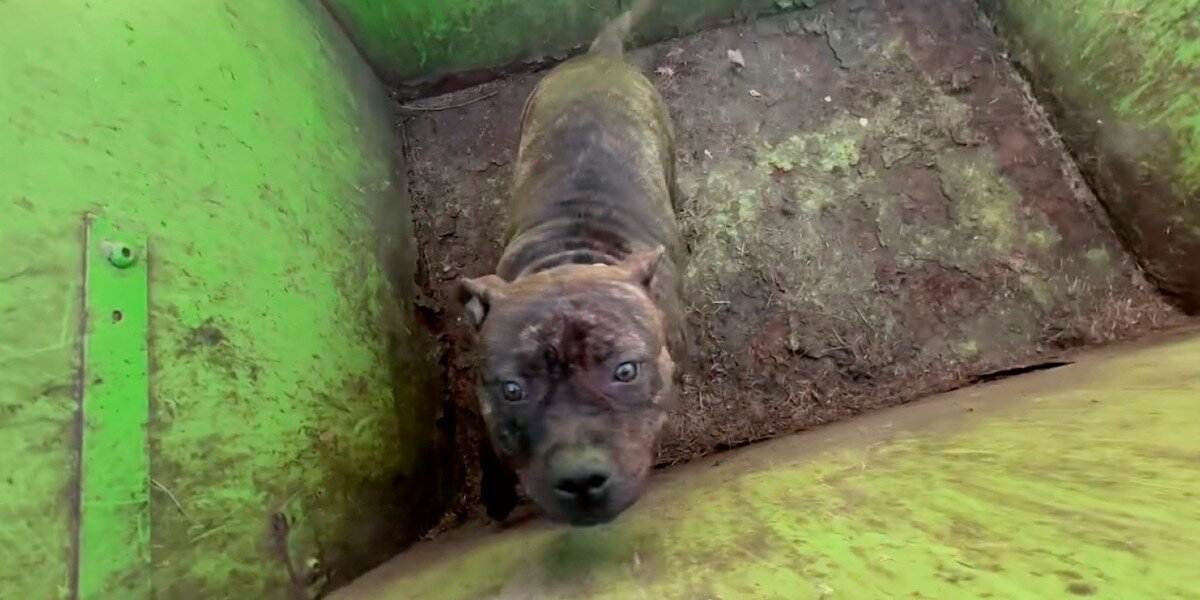 Rescuers Open Dumpster And Find A Sweet Pup Desperately Hoping To Be Saved