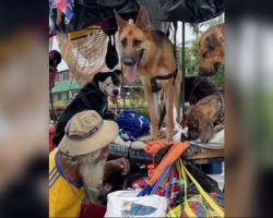 Man Living on the Streets Opens His Heart to Every Stray Dog He Meets