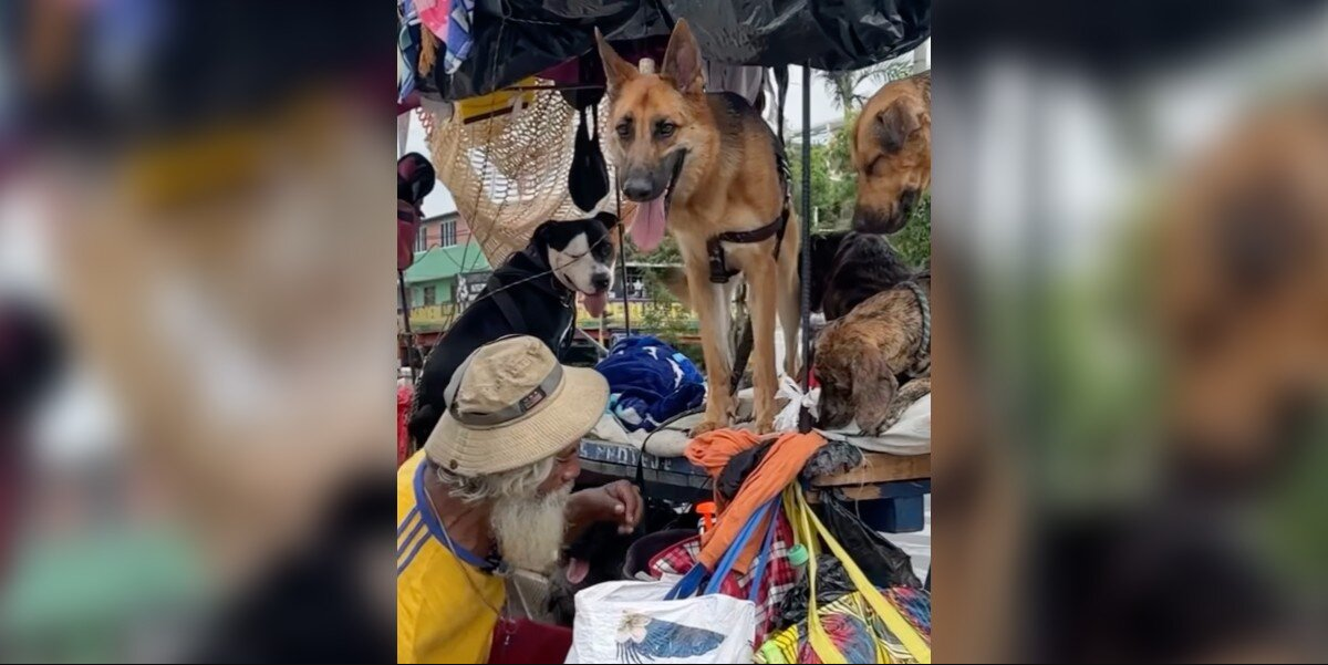 Man Living on the Streets Opens His Heart to Every Stray Dog He Meets