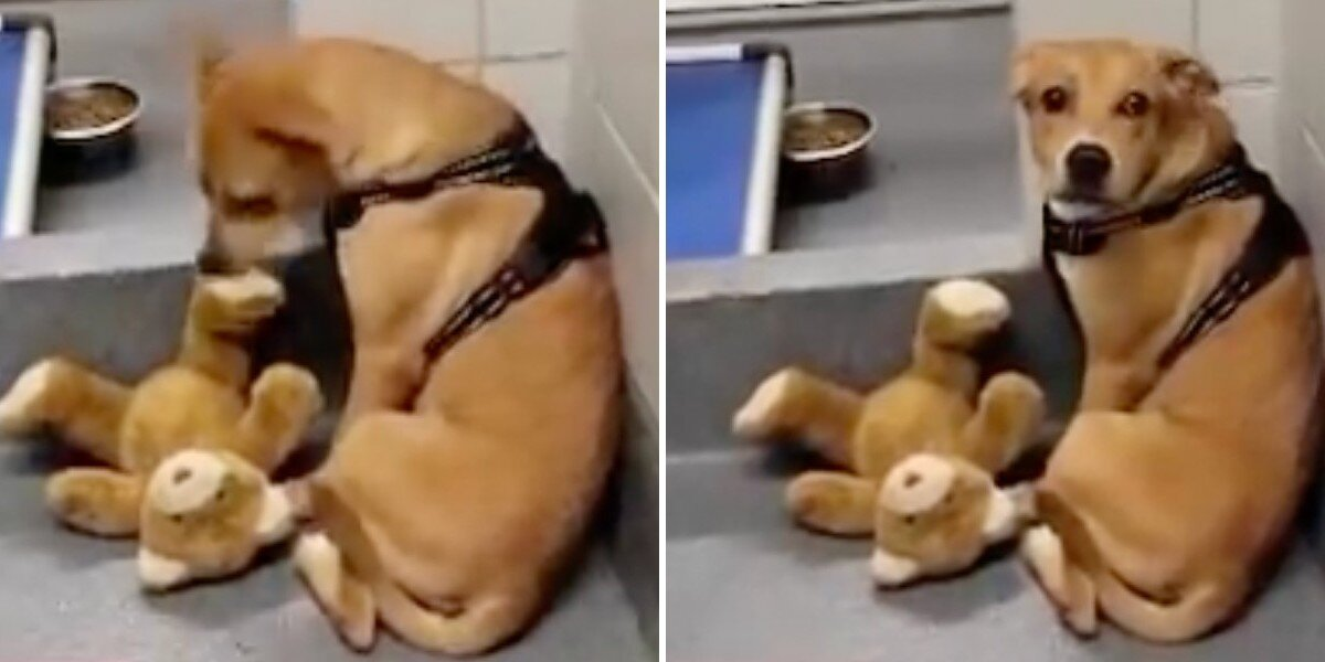 Scared Shelter Dog Won’t Let Go of Her Teddy Bear — It’s the Last Piece of Home She Has