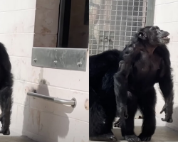 Chimpanzee Rescued From Lab Is Mesmerized When She Sees the Sky for the First Time
