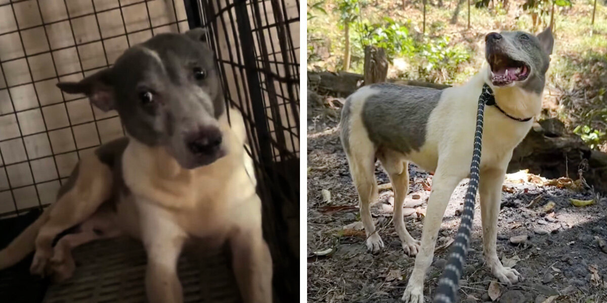 Rescue Dog Feels Sunlight For The First Time After 15 Years In a Cage