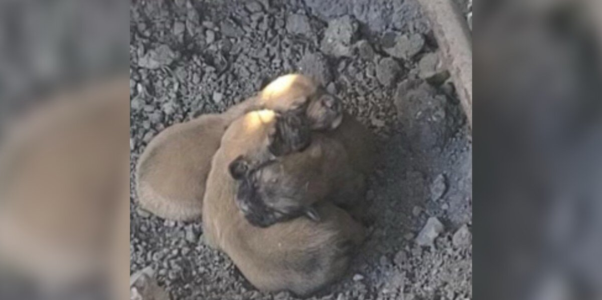 Pile Of Newborn Puppies Found Huddled On Frozen Ground Trying To Survive