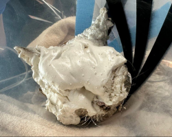 Emergency Vets Couldn’t Believe What They Found Under All That Foam