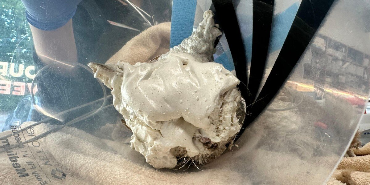Emergency Vets Couldn’t Believe What They Found Under All That Foam