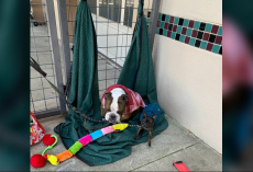 Dog Abandoned at Shelter Gate Turns Out to Have a Remarkable Past