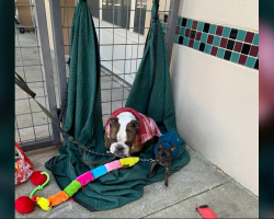Dog Abandoned at Shelter Gate Turns Out to Have a Remarkable Past