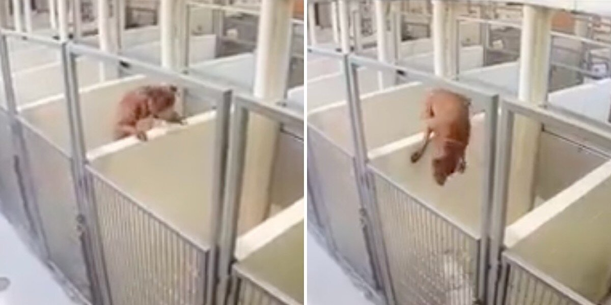 Shelter Pittie Leaps Into Neighboring Kennel To Be With Her Best Friend