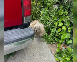 Shaggy Pup Found Shaking After Earthquake Blossoms With Kindness