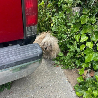 Shaggy Pup Found Shaking After Earthquake Blossoms With Kindness