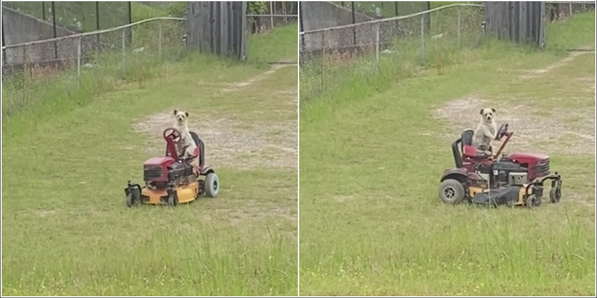 Man Sees Someone Mowing the Lawn — Then Realizes It’s a Dog
