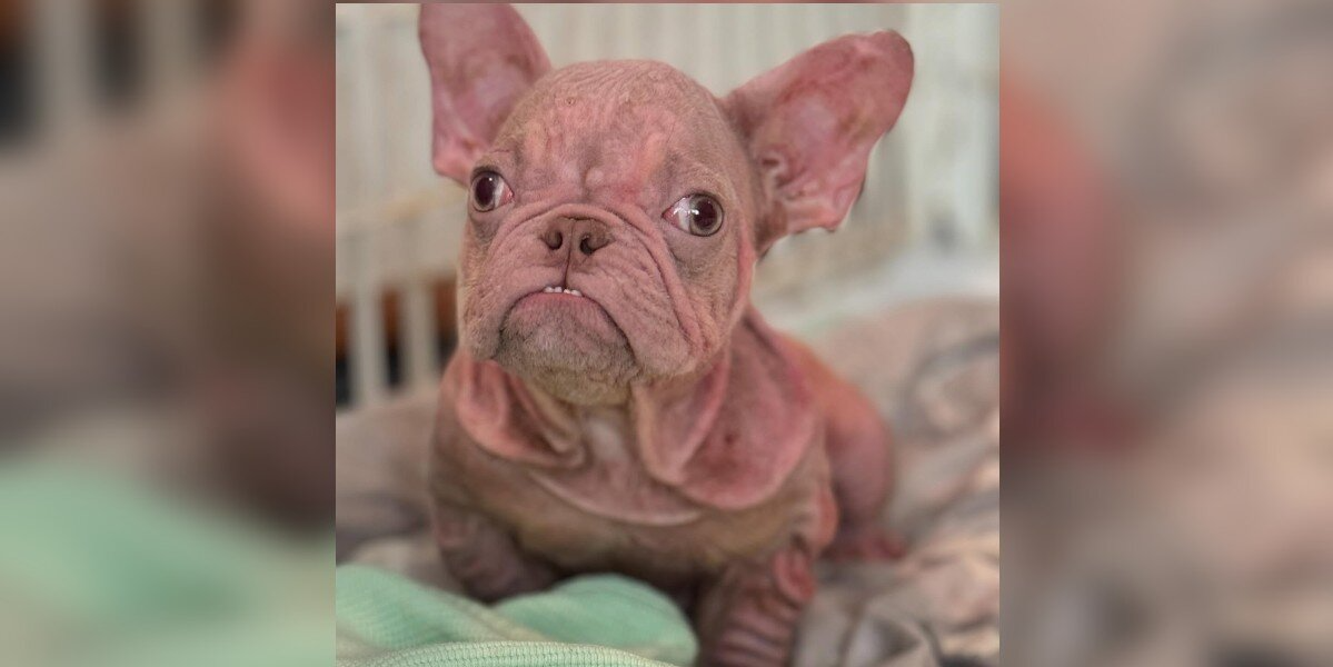 Tiny Pink Puppy Keeps Getting Mistaken for a Human Baby — And He Doesn’t Mind One Bit