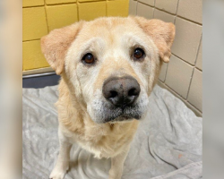 Senior Dog With ‘Teddy Bear Face’ Can’t Understand Why He Was Returned to the Shelter 7 Times