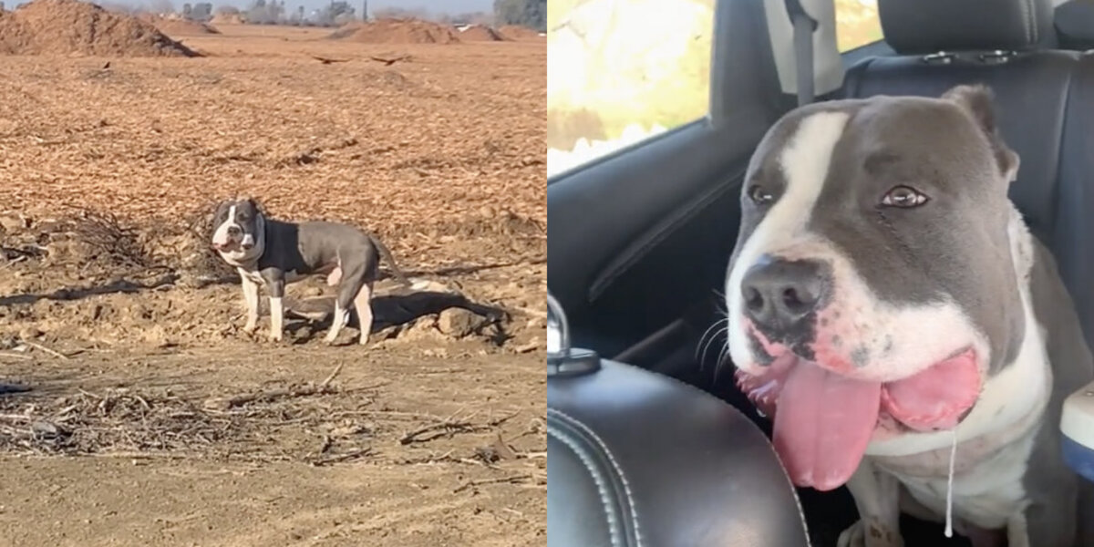 Woman Sees Dog With Puffy Face — And Instantly Knows Something’s Very Wrong
