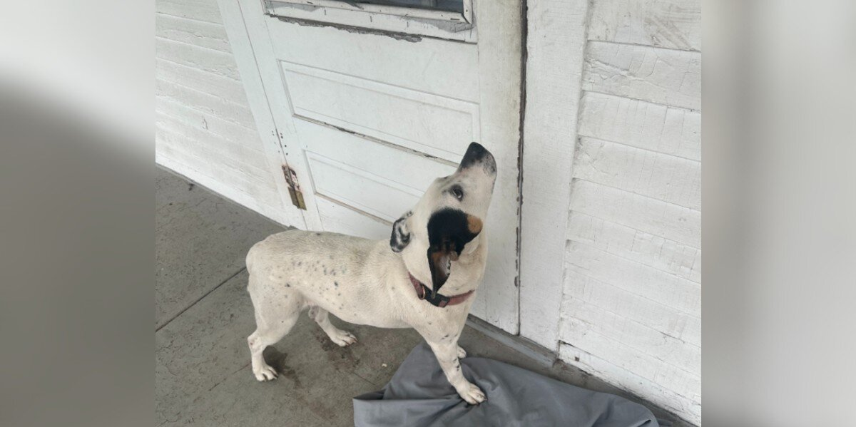 Devoted Dog Waits for Days on Empty Porch, Hoping Her Family Will Come Back