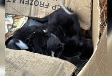 Woman Rescues Abandoned Cat Family From the Woods — Then One Starts Giving Birth in Her Car