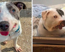 Shelter Dog With Unforgettable Face Is Just Looking for Someone to Love Him