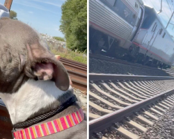 Woman Pulls Stray Dog Off Railroad Tracks Just Moments Before a Train Arrives