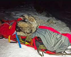 Loyal Dog Cuddles Injured Hiker for 13 Hours to Keep Him Alive