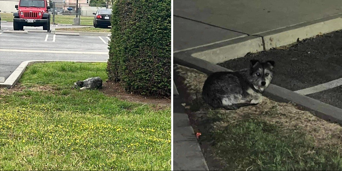 Heartbroken Pup Waits Weeks in Schoolyard for the Family Who Never Came Back