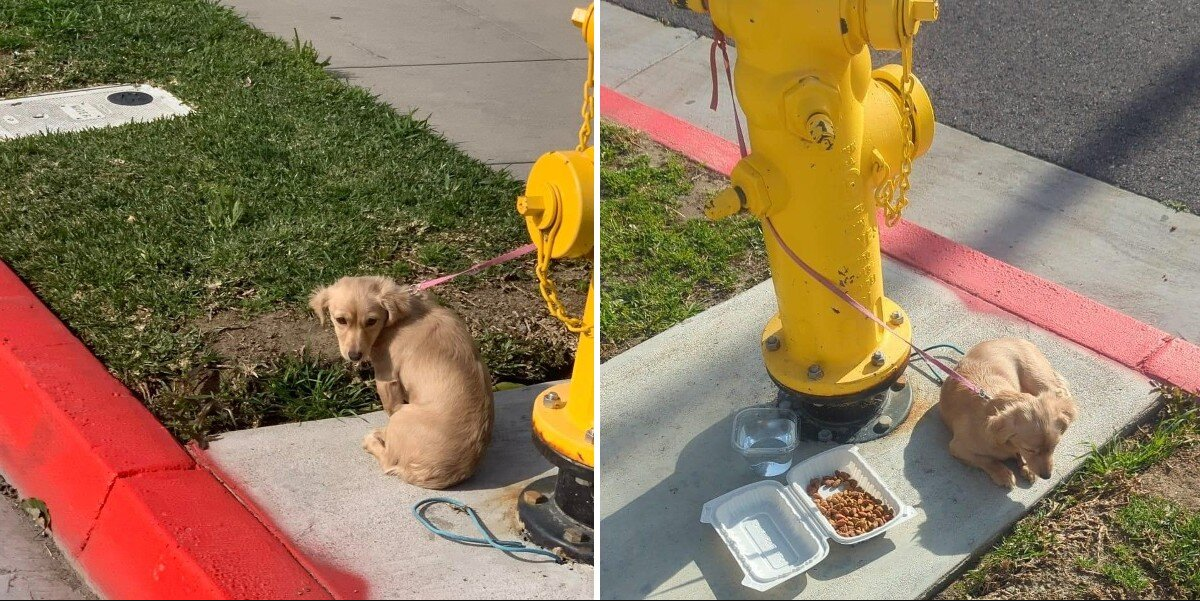 Abandoned Puppy Curled Around Fire Hydrant Too Heartbroken to Lift Her Head