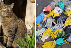 Cat Caught Red-Pawed After Solving Mystery of Missing Gardening Gloves