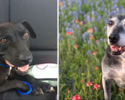 After 7 Years in a Shelter, This Gray-Faced Pup Finally Got the Home She Deserved
