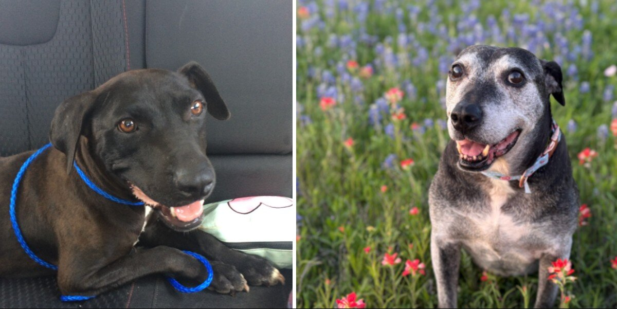 After 7 Years in a Shelter, This Gray-Faced Pup Finally Got the Home She Deserved