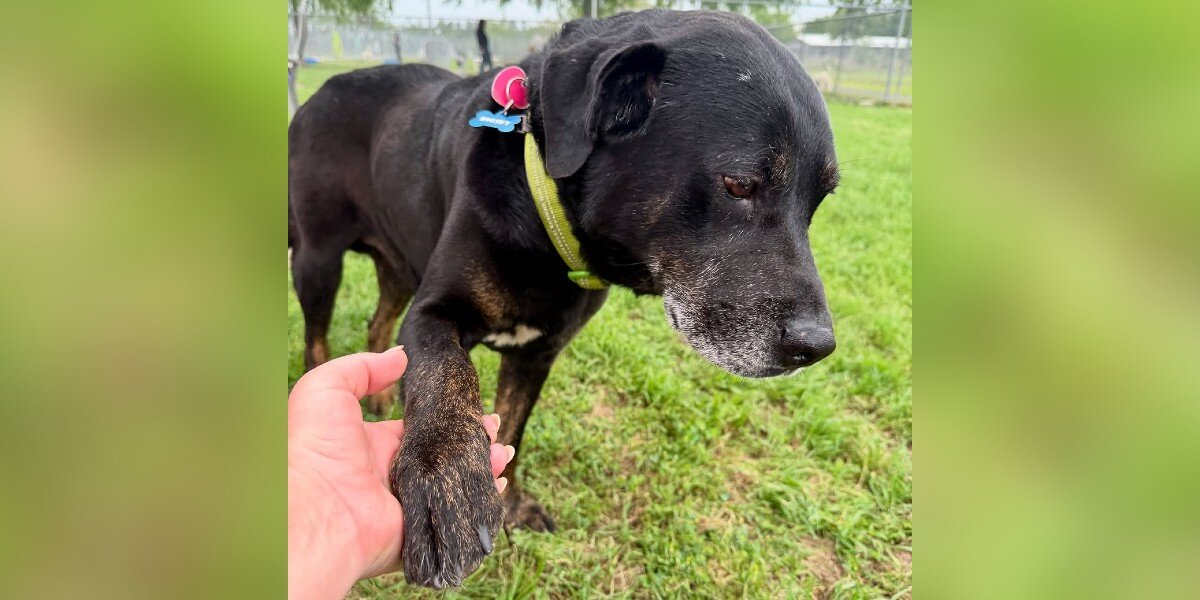 Senior Dog Dumped In Park Turns Out To Be Someone Heartbreakingly Familiar