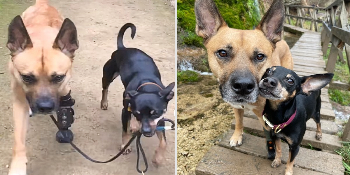 Supportive Chihuahua Helps His Special Needs Brother Learn to Walk Again