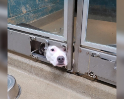 Shelter Dog Watches Through Kennel Hole as Her Friends Get Adopted — Until It’s Finally Her Turn