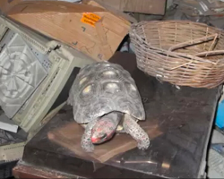 Missing Tortoise Found Alive in Attic — 30 Years After Vanishing