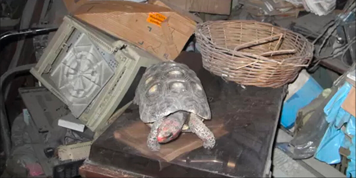 Missing Tortoise Found Alive in Attic — 30 Years After Vanishing