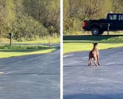 Rescue Dog Waits Every Day for the Man Who Saved Her