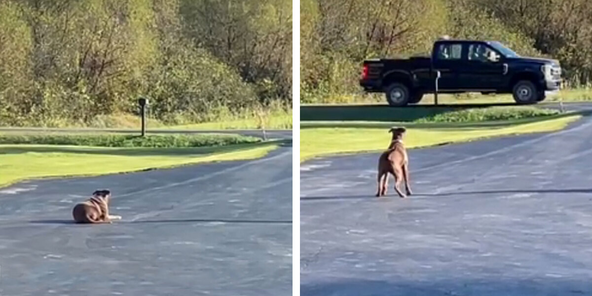 Rescue Dog Waits Every Day for the Man Who Saved Her