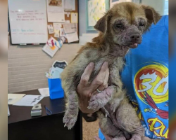 Defeated Senior Dog Found Eating Trash Blossoms Into a Happy, Spunky Pup