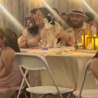 Woman Throws Dream Quinceañera for Her Beloved Cat After 15 Years Together