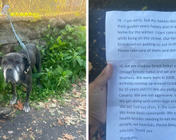 Two Senior Dogs Left Tied to Shelter Fence with Heartbreaking Note Get a Second Chance