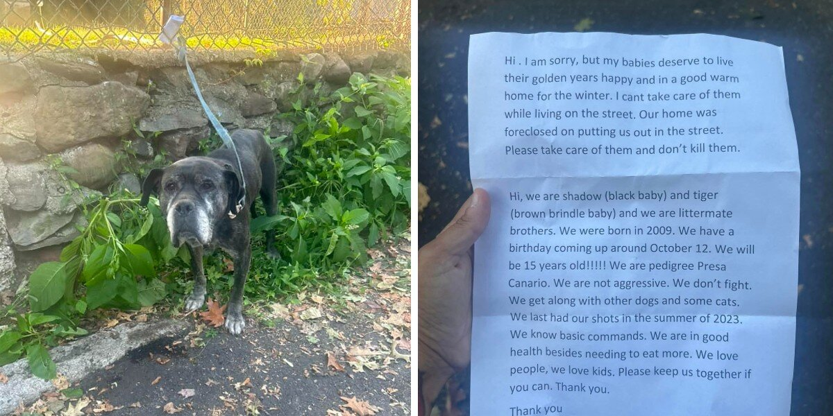 Two Senior Dogs Left Tied to Shelter Fence with Heartbreaking Note Get a Second Chance