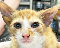 Stray Kitten With Rare Mutation Surprises Rescuers — And Finds a Forever Home
