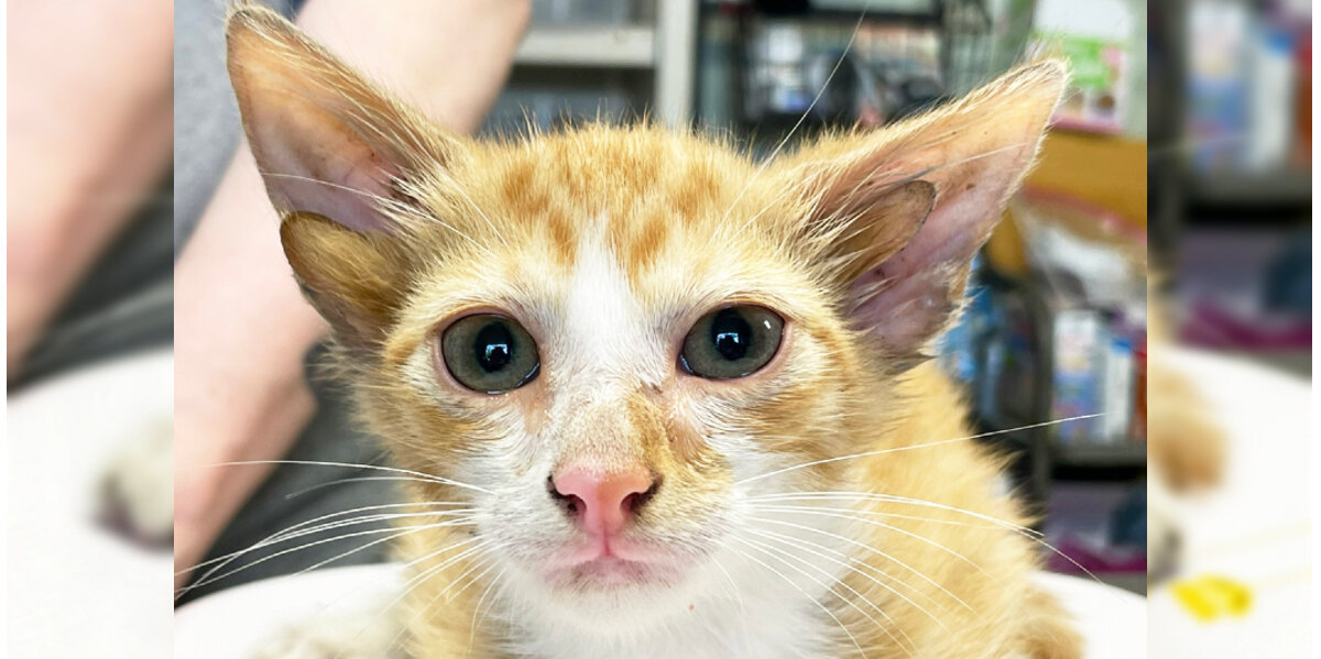 Stray Kitten With Rare Mutation Surprises Rescuers — And Finds a Forever Home