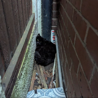 Cat Trapped Between Wall and Fence Cries Out — Not Just for Herself, But for Her Kittens
