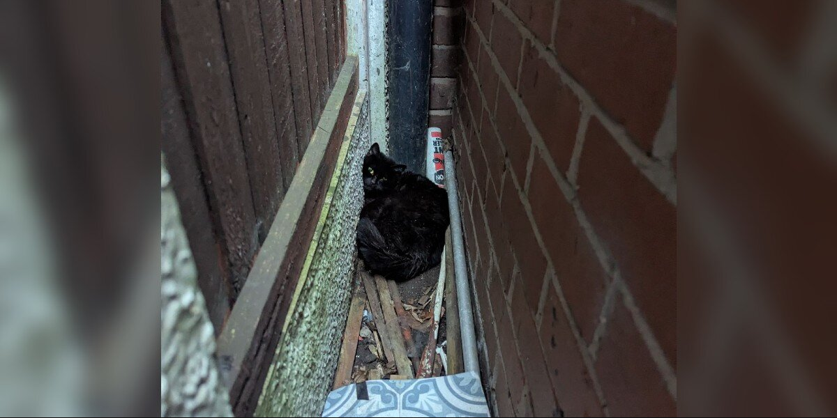 Cat Trapped Between Wall and Fence Cries Out — Not Just for Herself, But for Her Kittens
