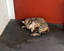 Cat Gives Birth on Apartment Doorstep — And Finds a Family Just in Time