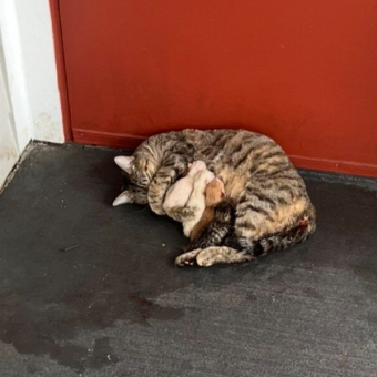 Cat Gives Birth on Apartment Doorstep — And Finds a Family Just in Time