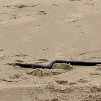 Little Girl Thinks She Sees a Stick on the Beach — Then It Starts to Move
