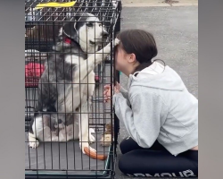 Senior Dog Overlooked for Years Finds a Family — Thanks to a Little Girl’s Intuition