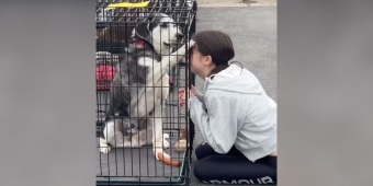 Senior Dog Overlooked for Years Finds a Family — Thanks to a Little Girl’s Intuition