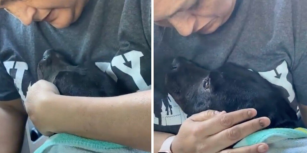 Pregnant Stray Dog Breaks Down With Relief When Rescuer Puts Her in the Car