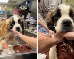 Emaciated Dog Rescued From Abandoned House Is Now Thriving With Love